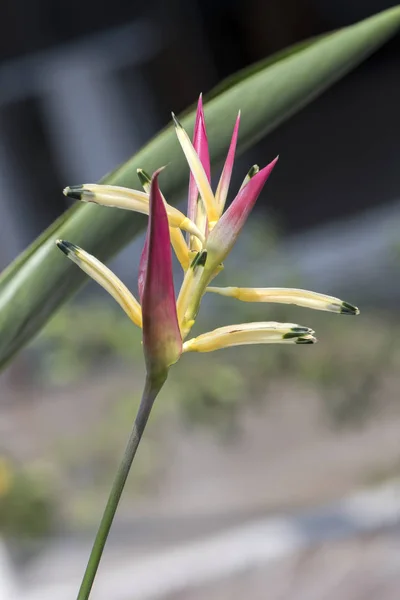 Bird Paradise Flower Garden — Stock Photo, Image