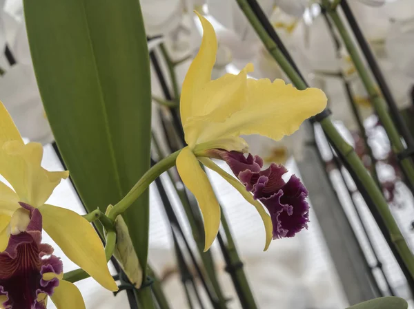 Орхидея Цветении Саду — стоковое фото