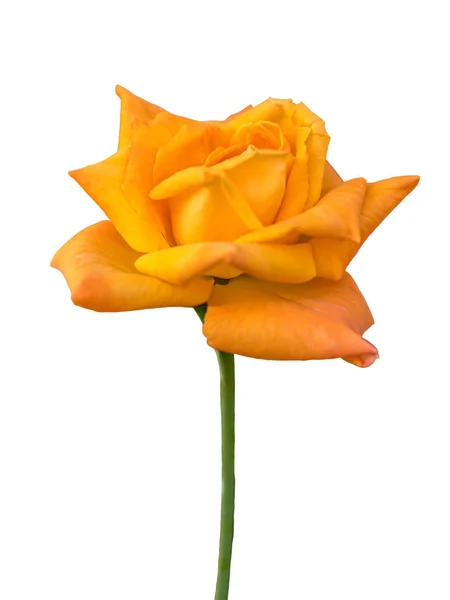 Изолированная Желтая Роза Белом Фоне — стоковое фото