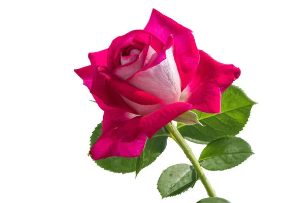 Изолированная Красная Роза Отдыха Белом Фоне — стоковое фото