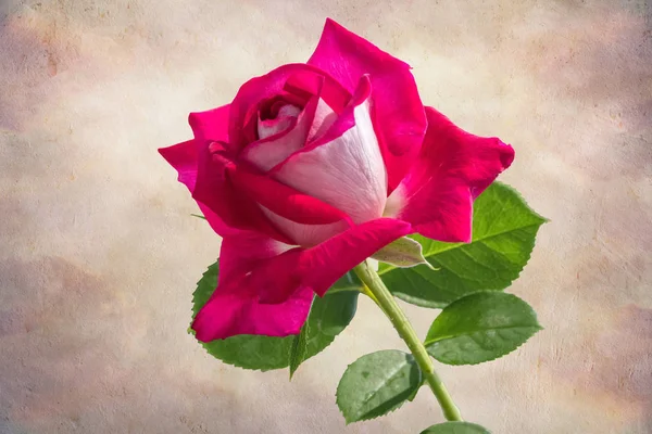 Выделенная Красная Роза Праздников Фоне Текстуры — стоковое фото