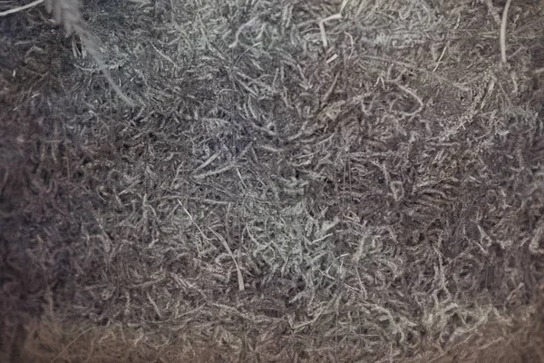Trawa Trawnik Teksturowane Tło Tekstura — Zdjęcie stockowe