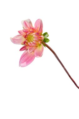 Beyaz arka plan üzerinde izole pembe dahlia