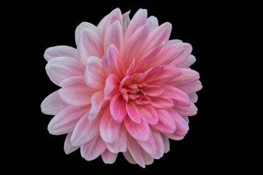 siyah arka plan üzerine izole pembe dahlia