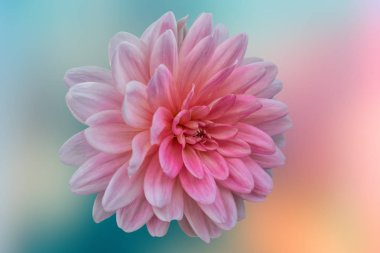 izole pembe dahlia doku arka plan üzerinde