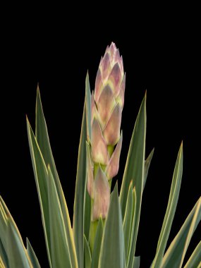 siyah arka plan üzerine çiçek izole etli bitki