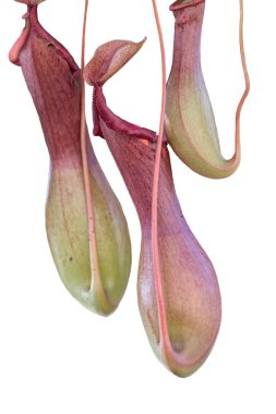 Beyaz arka plan üzerinde izole nepenthes etçil bitki