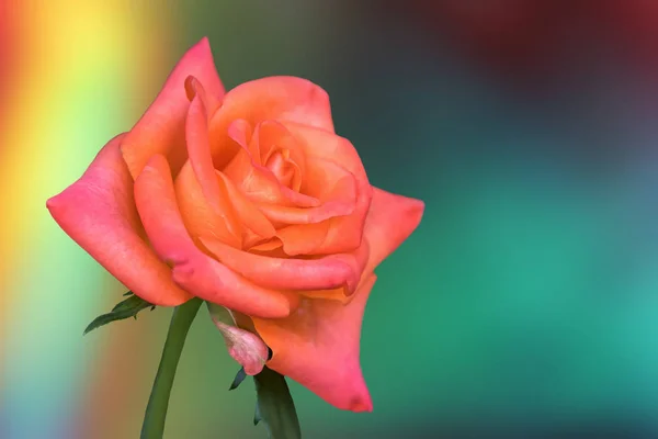 Изолированные Розовые Розы Праздников Фоне Текстуры — стоковое фото