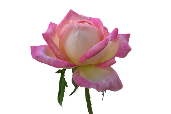 Rose Isolée Rose Pour Les Vacances Sur Fond Blanc — Photo