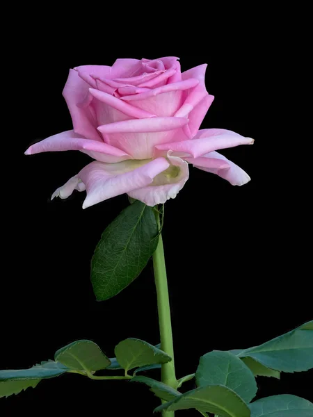 Rose Isolée Sur Fond Noir — Photo