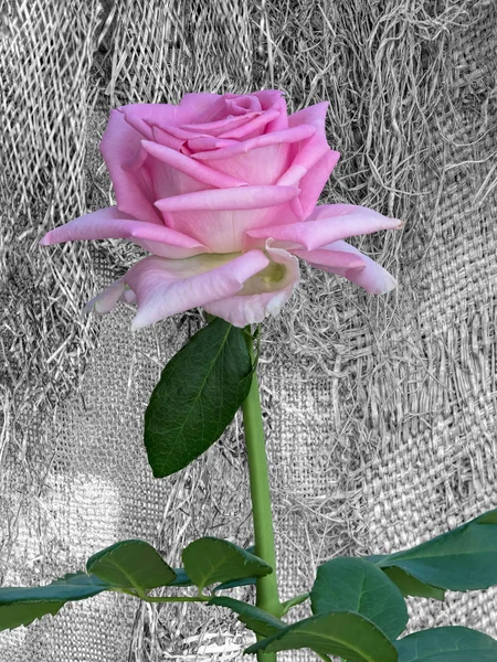 Doku Arka Plan Üzerinde Izole Rose Tatil Için — Stok fotoğraf