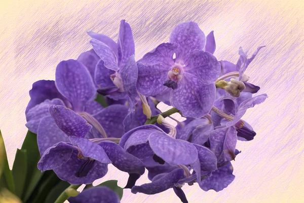 Выделенная Орхидея Фоне Текстуры — стоковое фото