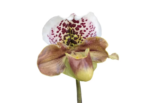 Orchidée Isolée Sur Fond Blanc — Photo