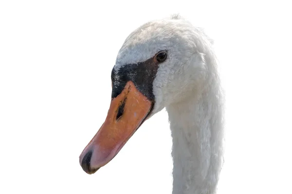 Isolado Bonito Cisne Branco Fundo — Fotografia de Stock