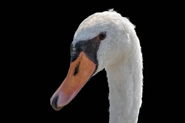 Isolerade Söt Swan Svart Bakgrund — Stockfoto