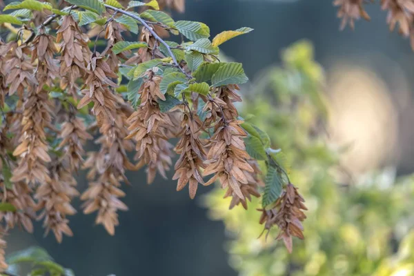 Hornbeam Tree Park Autumn — Stock Photo, Image