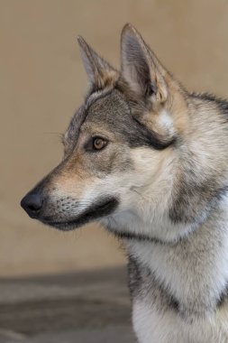 şirin wolfhound köpek park