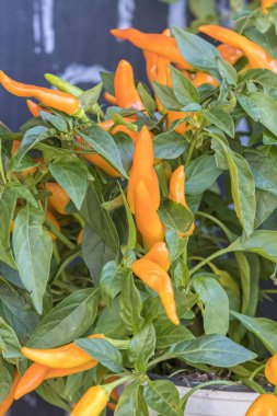 bitki üzerinde sarı biber