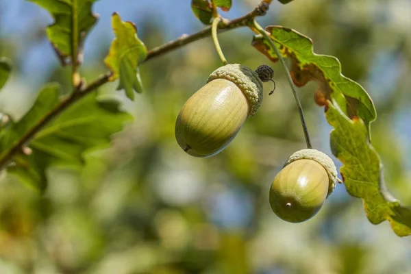 Bellotas Otoño —  Fotos de Stock