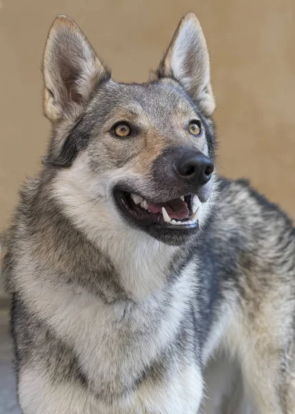 Χαριτωμένο Wolfhound Σκυλιών Στο Πάρκο — Φωτογραφία Αρχείου