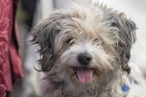 Cute Dog Park — Stock Photo, Image