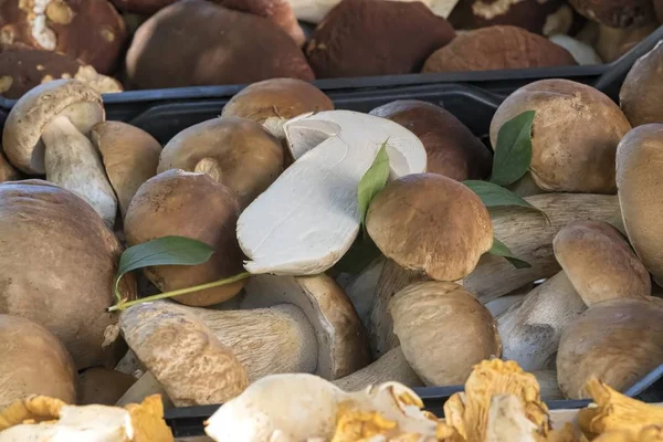Fresh Mushrooms Tasty Recipe — Stock Photo, Image