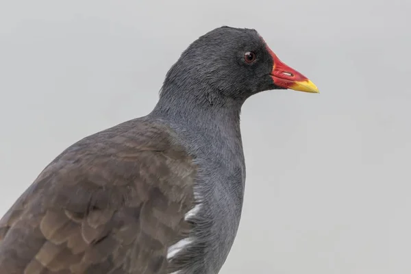 Rörhöna Anka Vilar Dammen — Stockfoto