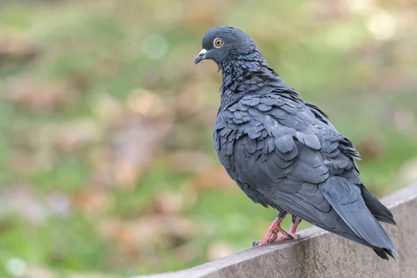 공원에서 비둘기 — 스톡 사진