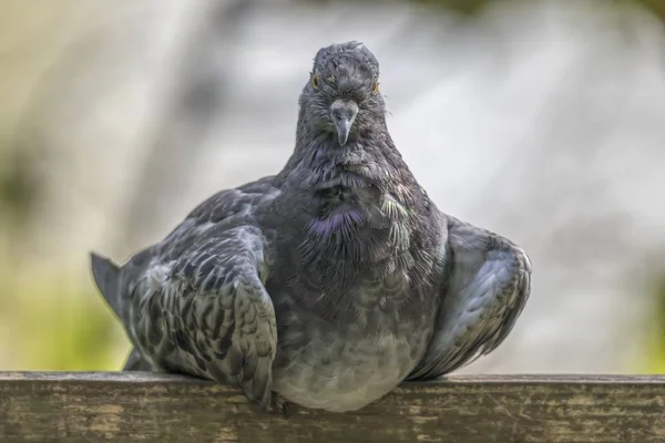 Pombo Descansando Parque — Fotografia de Stock