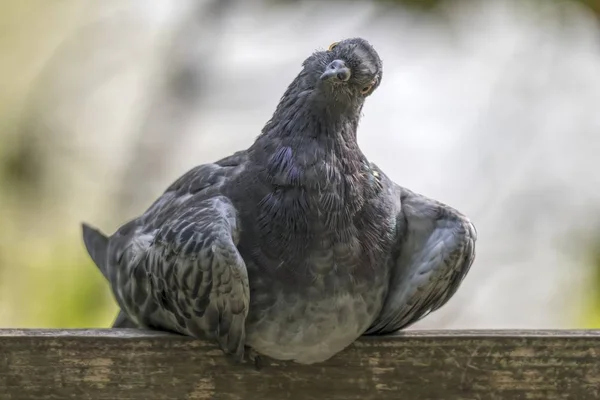 Pigeon Resting Park — Stock Photo, Image