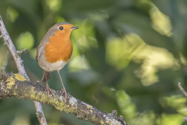 Robin Pták Erithacus Rubeculaon Strom — Stock fotografie