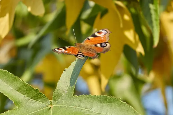 Бабочка Inachys Листе — стоковое фото