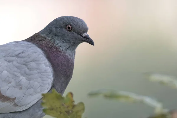 公園で休んでピジョン — ストック写真