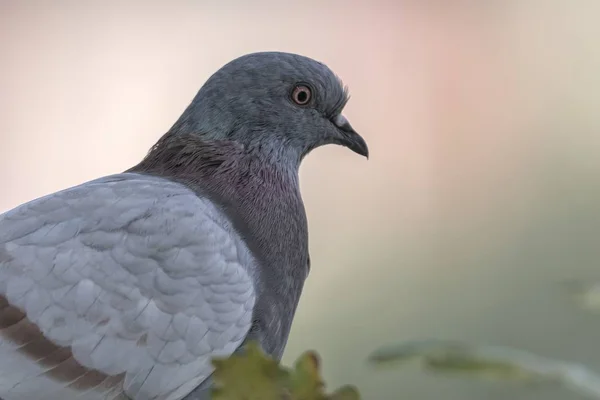 Pigeon Reposant Parc — Photo