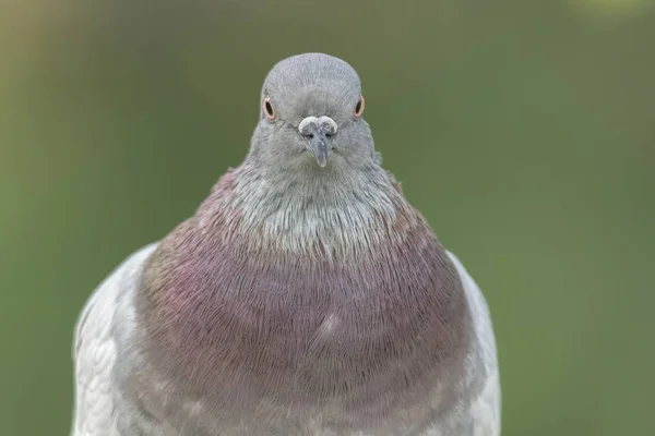 Piccione Che Riposa Parco — Foto Stock