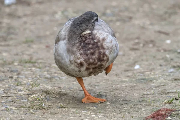 Anatra Riposo Sul Lago — Foto Stock