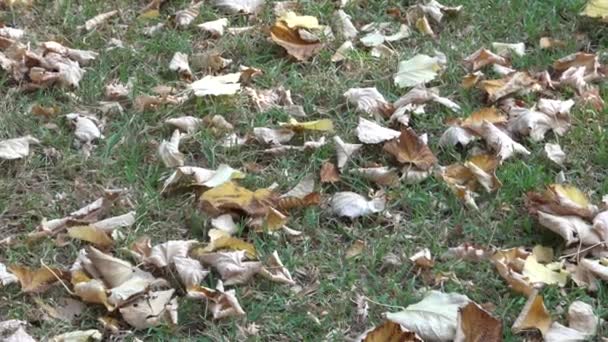 Autumn Leaf Meadow — Stock Video