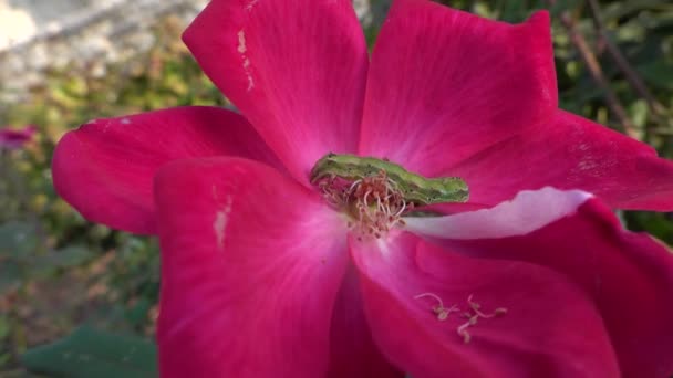 Зелена Гусениця Троянді — стокове відео