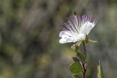 tutku çiçek Bahçe