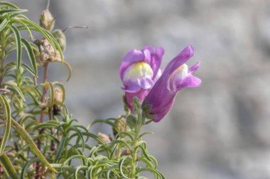 Çiçek bahçesinde aslanağızları