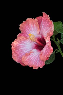 izole hibiscus çiçek siyah arka plan üzerine