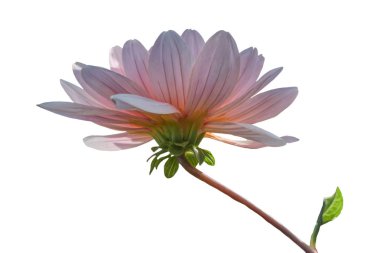 Beyaz arka plan üzerinde izole pembe dahlia