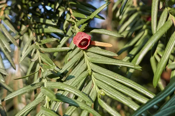 Bourgeons Pin Dans Forêt — Photo