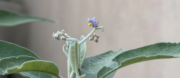 Olea Europaea Roślin Ogrodzie — Zdjęcie stockowe