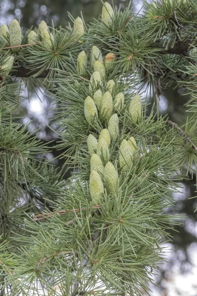 Pine Buds Forest — Stock Photo, Image