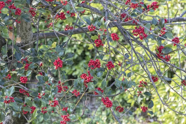 庭のイヌツゲ Aquifolium — ストック写真