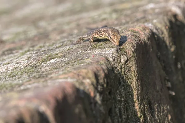 Lagarto Com Língua Para Fora — Fotografia de Stock