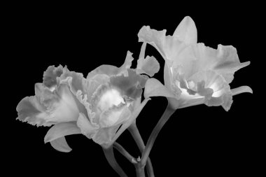 siyah arka plan üzerine izole orkide