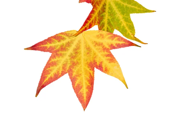 isolated maple leaf on white background