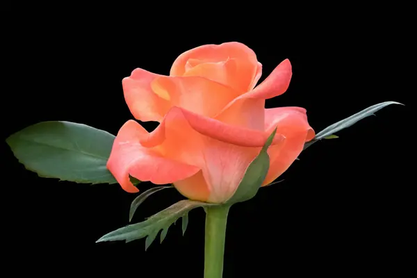 Изолированные Розы Отдыха Черном Фоне — стоковое фото